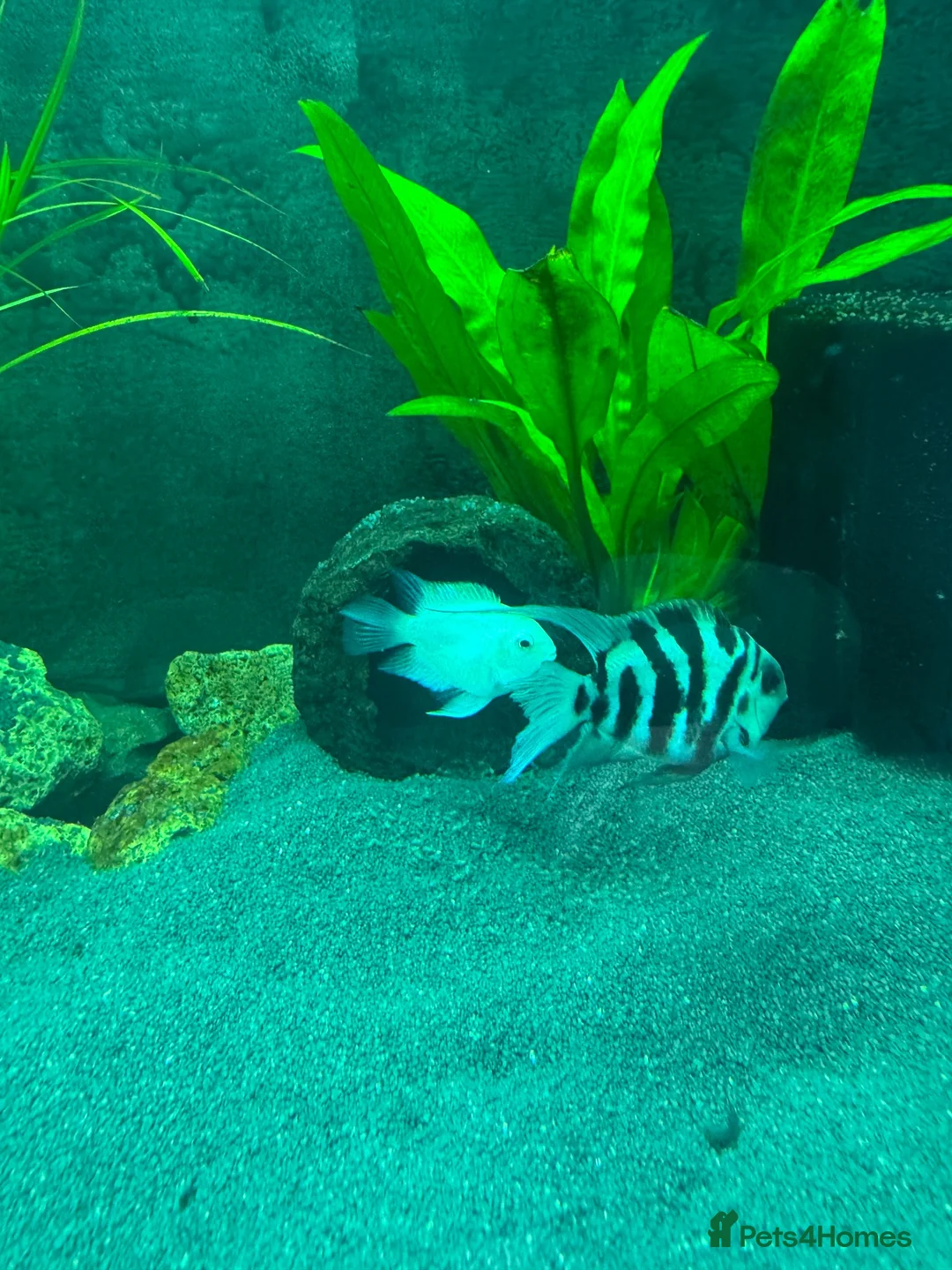 Cichlids fish for sale: 🐠 Proven Pair – Polar Blue Parrot Cichlids in Bridgnorth - Advert 1