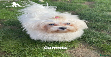 Maltese dogs - Advert 1