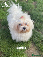 Maltese dogs - Advert 3