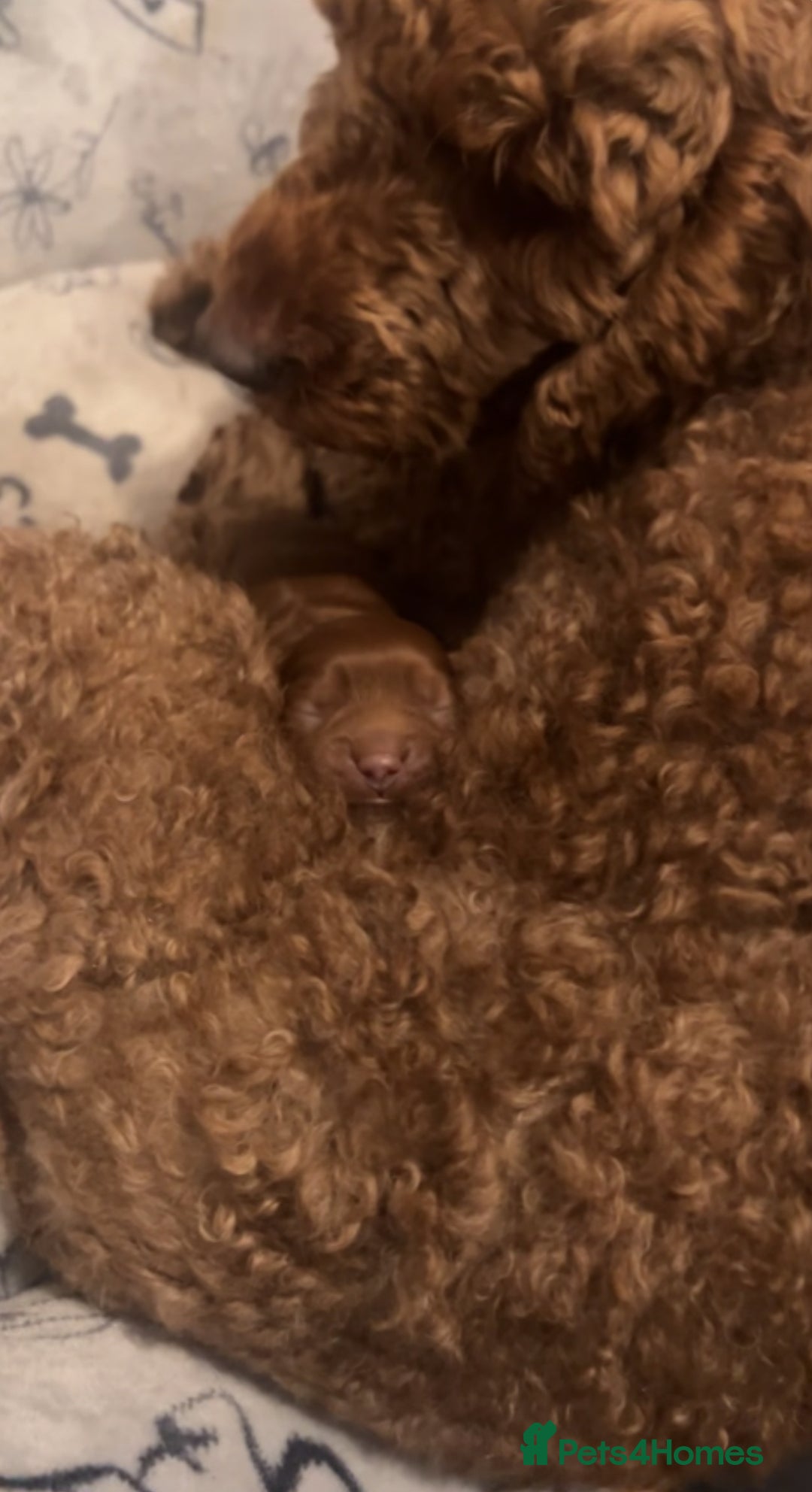 Cavapoo dogs for sale: Cavapoo puppies for sale  - Image 6