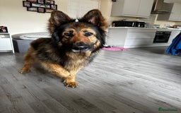 German Shepherd dogs for sale: Rehoming - Image 8