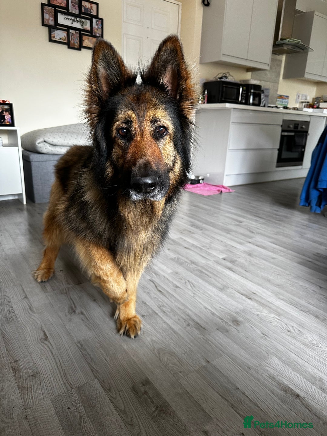 German Shepherd dogs for sale: Rehoming - Image 8