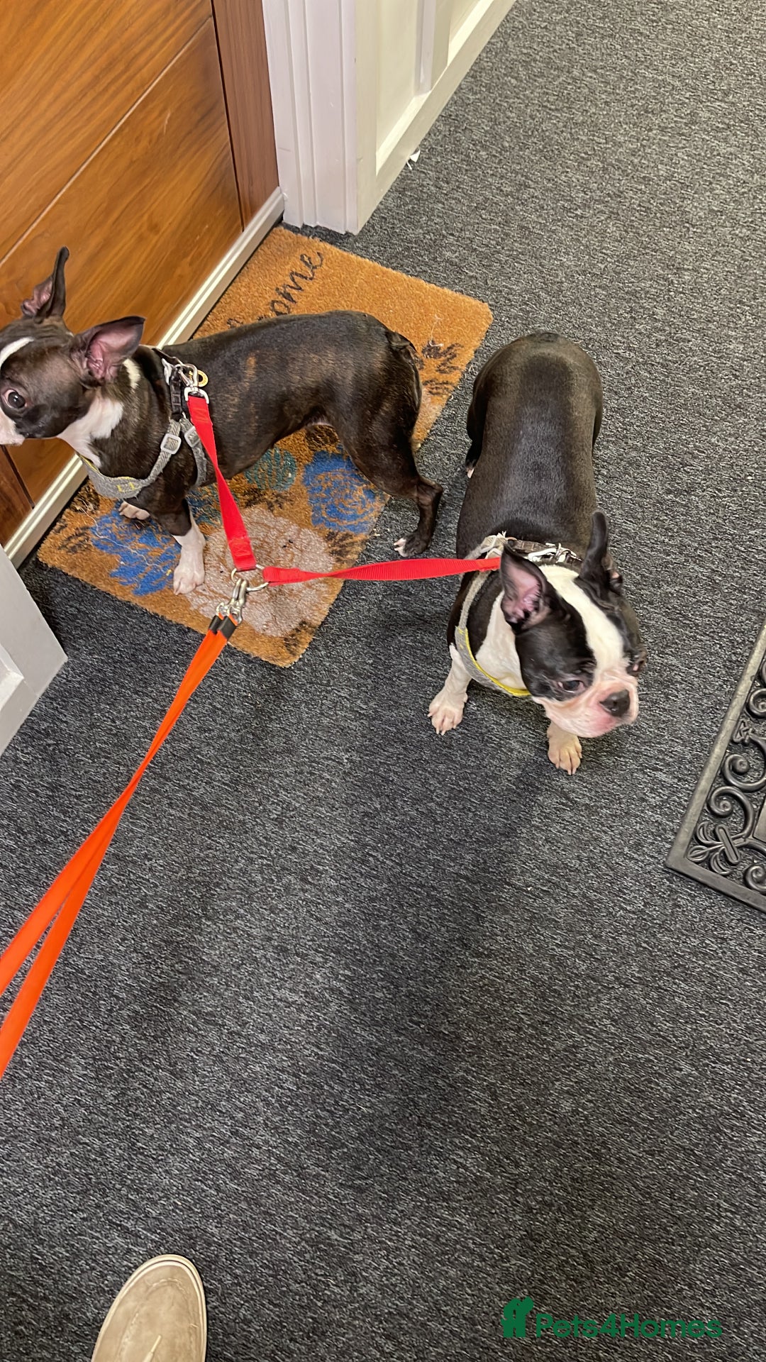 Boston Terrier dogs for sale: Boston Terrier Adults - Image 4