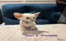 Siamese cats for sale: ✨Gorgeous GCCF registered kittens✨ - Image 12