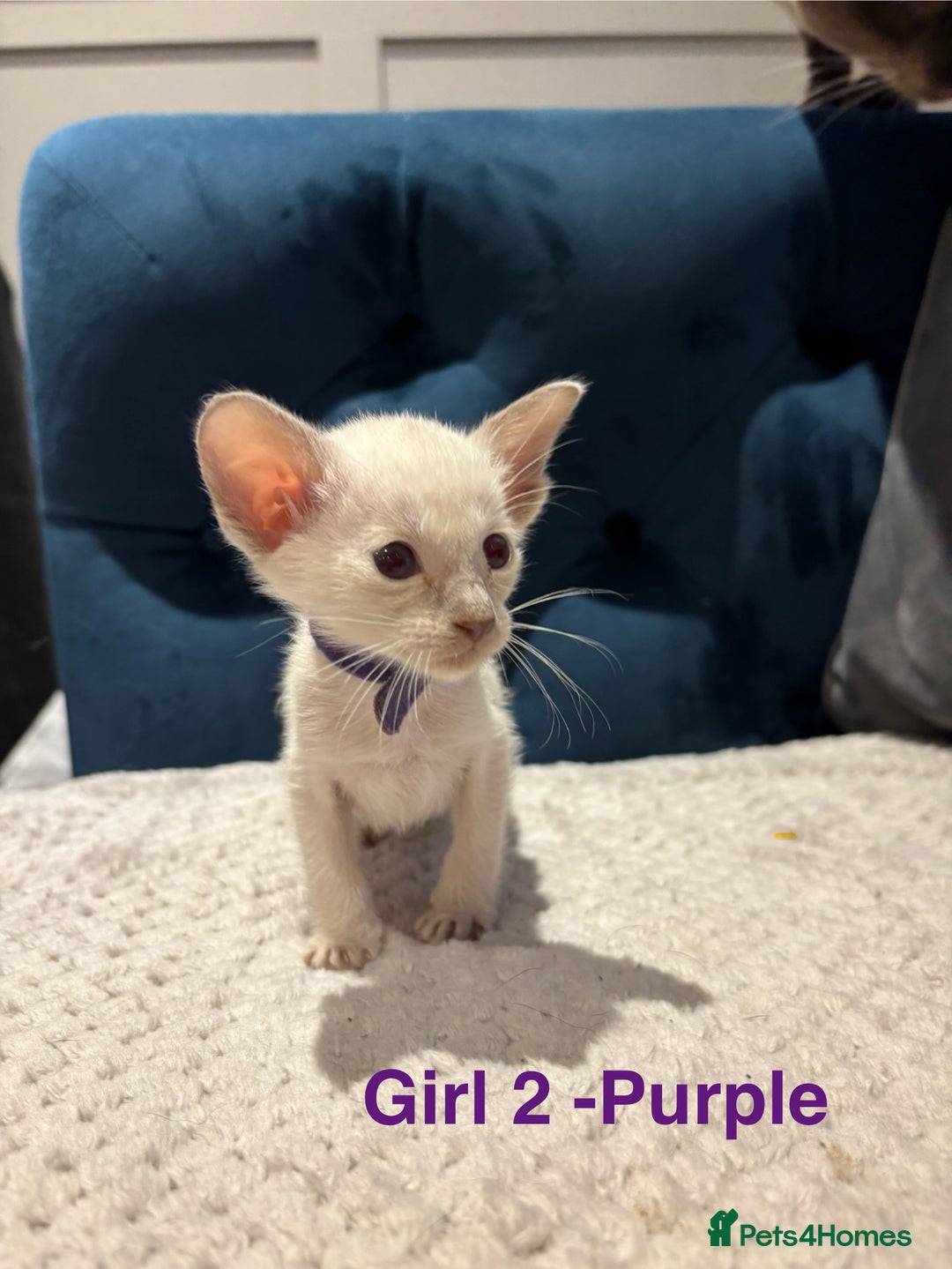 Siamese cats for sale: ✨Gorgeous GCCF registered kittens✨ - Image 12