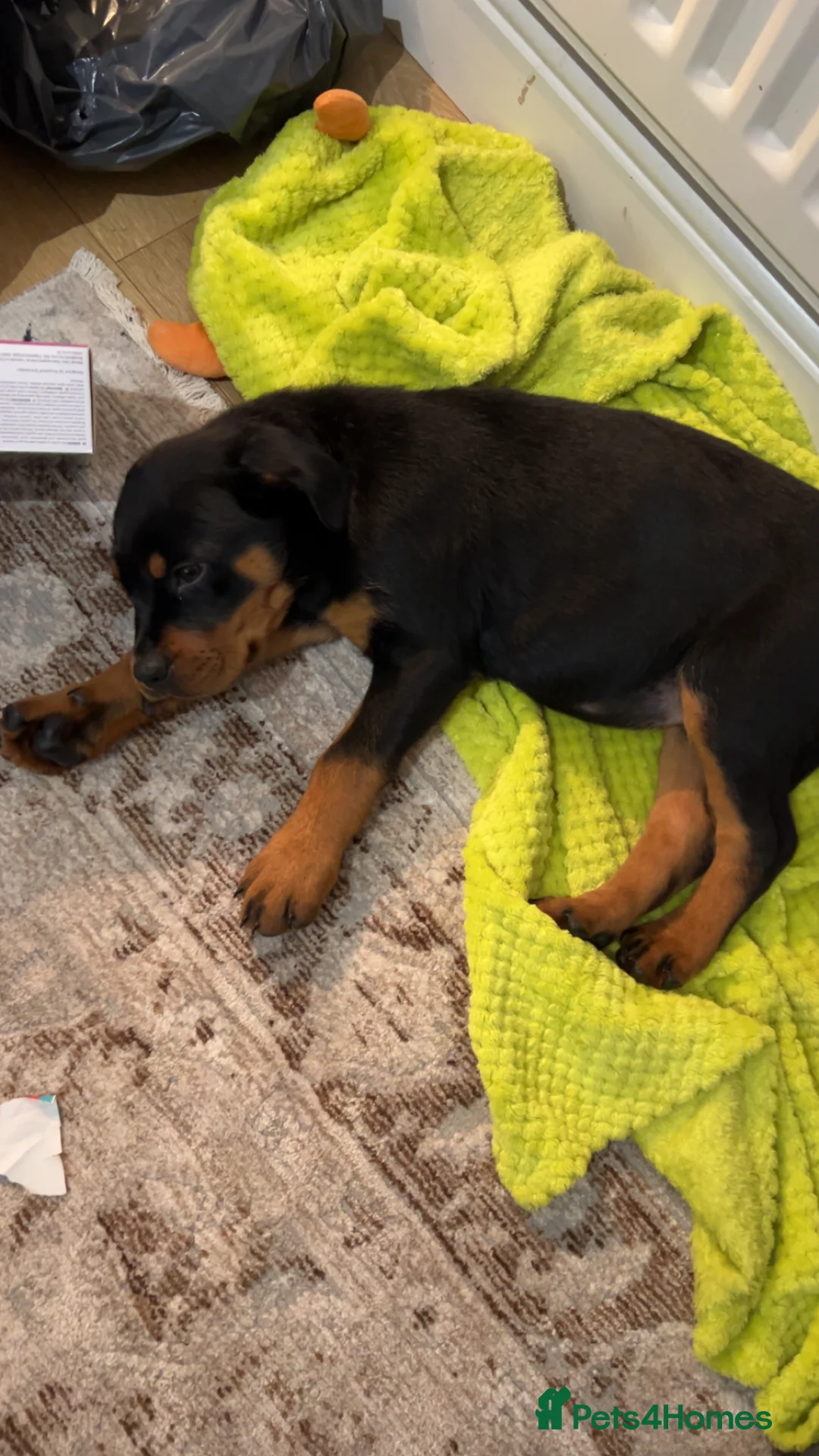 Rottweiler dogs for sale: 4 month old female puppy  - Advert 8