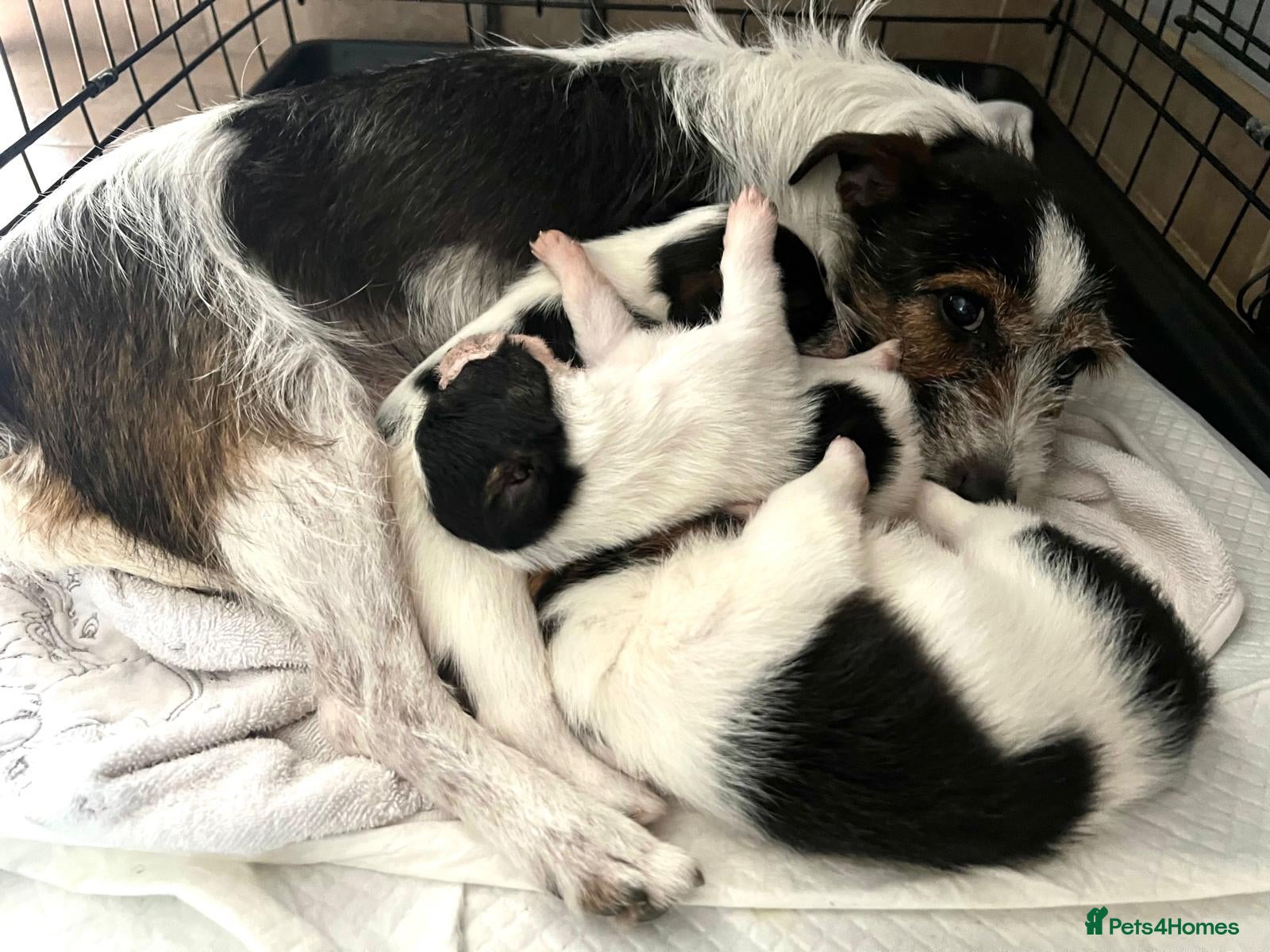 Jack Russell dogs Jack Russell puppies for sale, LAST BOY LEFT - Advert 2