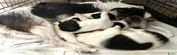 Jack Russell dogs for sale: Jack Russell puppies for sale, LAST BOY LEFT - Advert 1