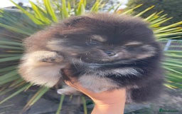Pomeranian dogs for sale: Unique, extremely rare Pomeranian puppies ✨ - Image 11