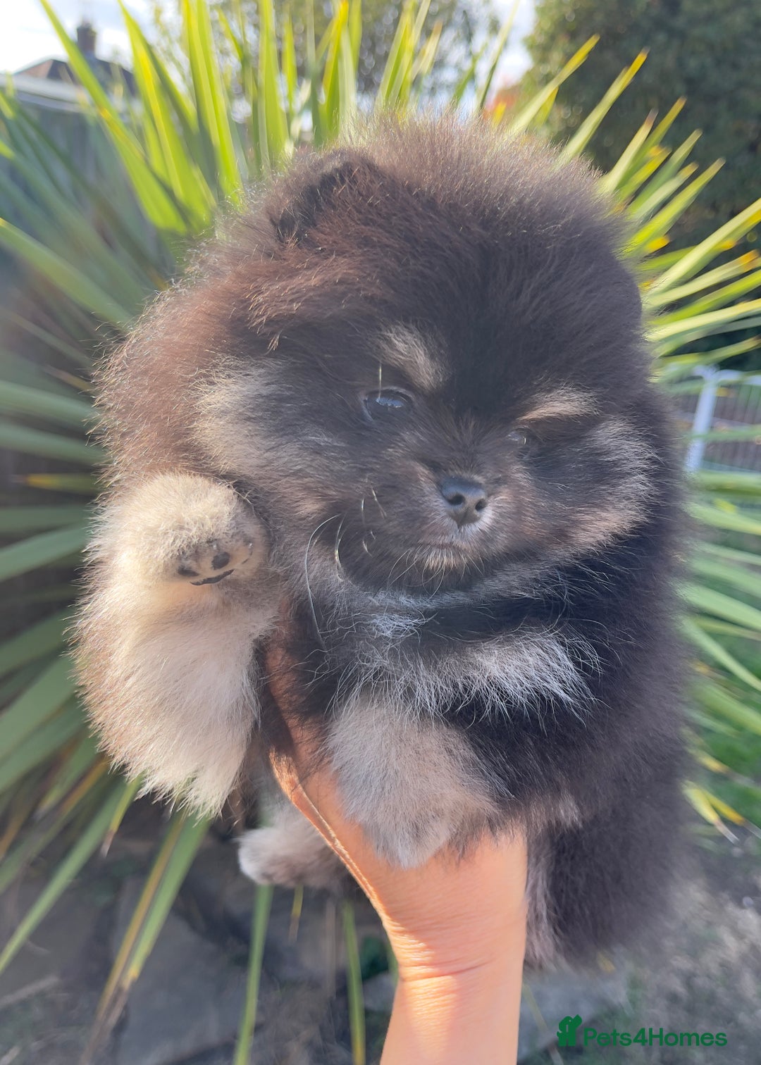 Pomeranian dogs for sale: Unique, extremely rare Pomeranian puppies ✨ - Image 11