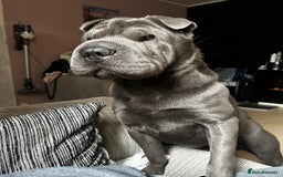 Shar Pei dogs for sale: 3 beautiful shar Pei puppy’s  - Image 13