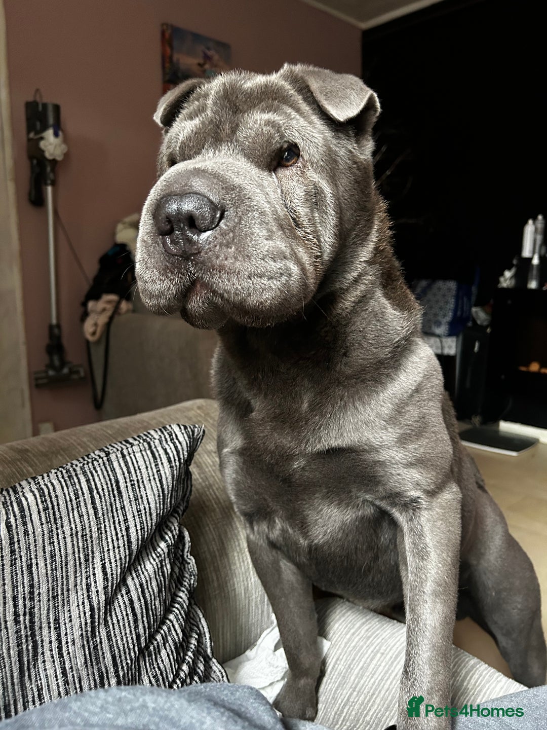 Shar Pei dogs for sale: 3 beautiful shar Pei puppy’s  - Image 13