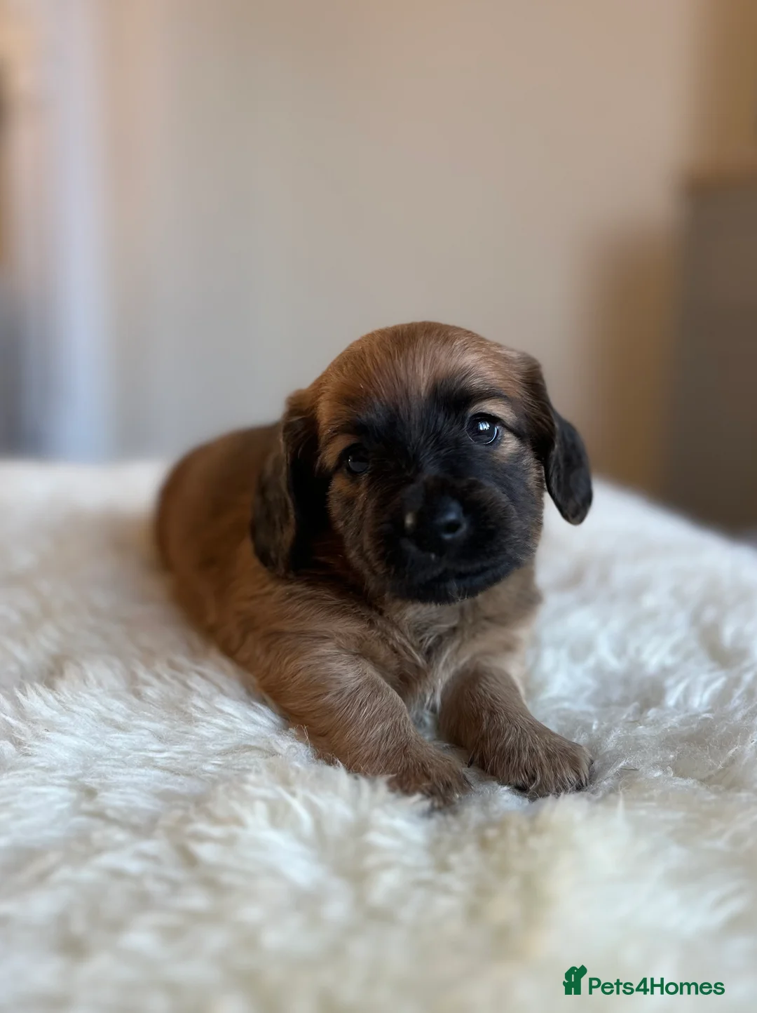 Miniature Dachshund dogs for sale: 5 cream miniature dachshunds - Advert 1