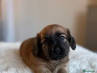 Miniature Dachshund dogs 5 cream miniature dachshunds - Advert 1