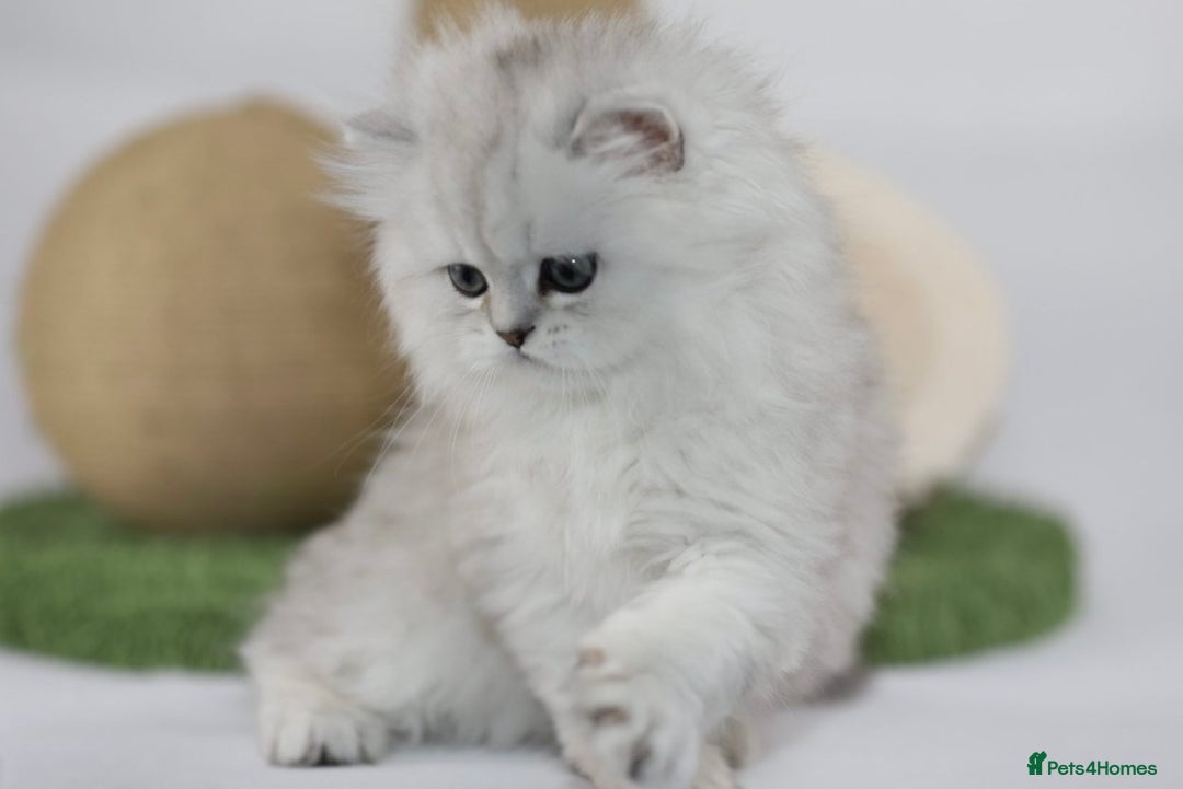 Persian cats for sale: Stunning Chinchilla Persian Kittens 💕 - Advert 5