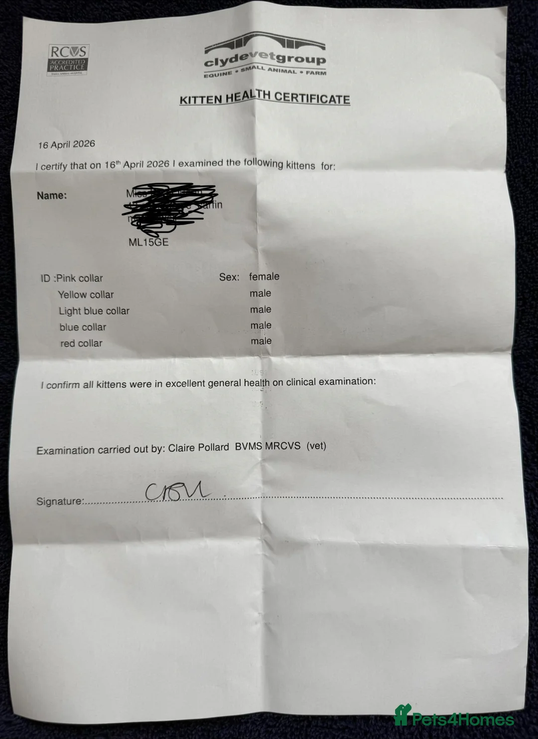 Ragdoll cats for sale: half-breed" Ragdoll Kittens  - Advert 10