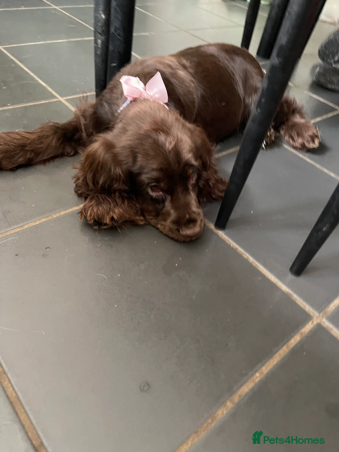 Cocker Spaniel dogs for sale: Beautiful Show type cocker  - Advert 3