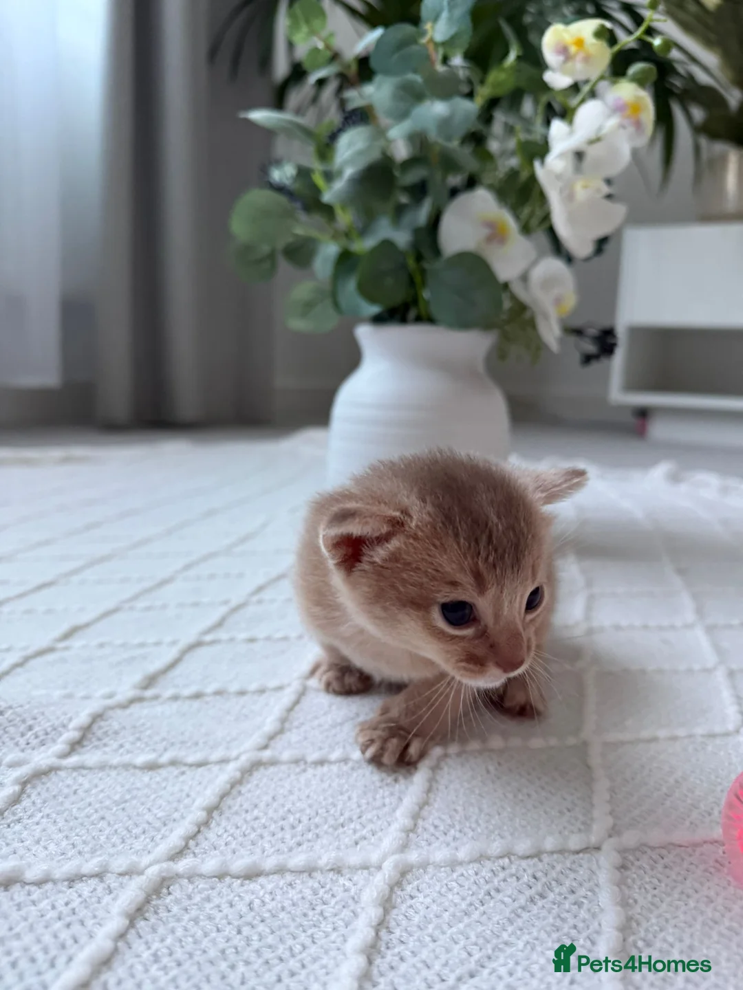 Abyssinian cats for sale: Rare 1 fawn boy 🤍 5 gen pedigree 👑TICA ready now in Wokingham - Advert 1