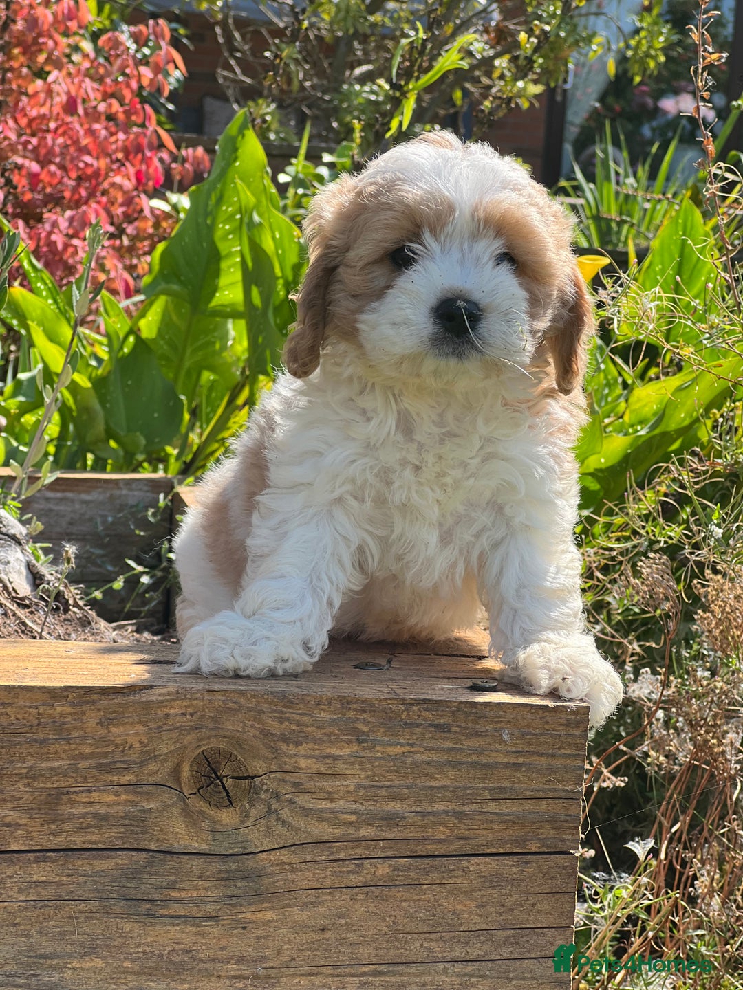 Cavachon dogs for sale: 5 stunning cavachons now available for new 🏡 - Image 5