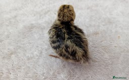 Quail poultry for sale: Coturnix, Celadon and Chinese Painted Quail Chicks - Image 10