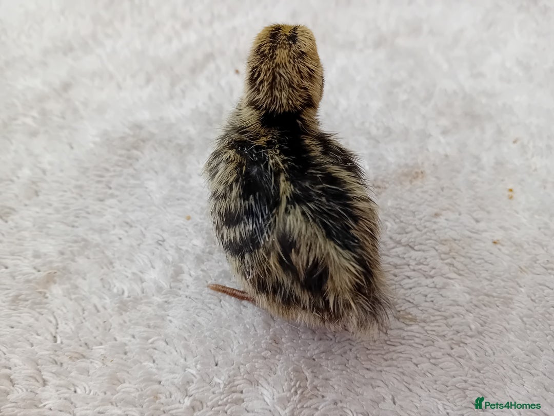 Quail poultry for sale: Coturnix, Celadon and Chinese Painted Quail Chicks - Image 10