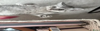 British Shorthair 3