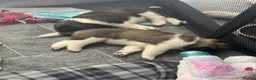 Akita dogs for sale: American Akita puppies - Advert 5