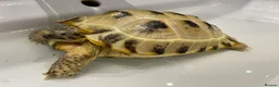 Tortoise reptiles for sale: Horsefield Tortoise with Full enclosure and set up in Harrow - Advert 8