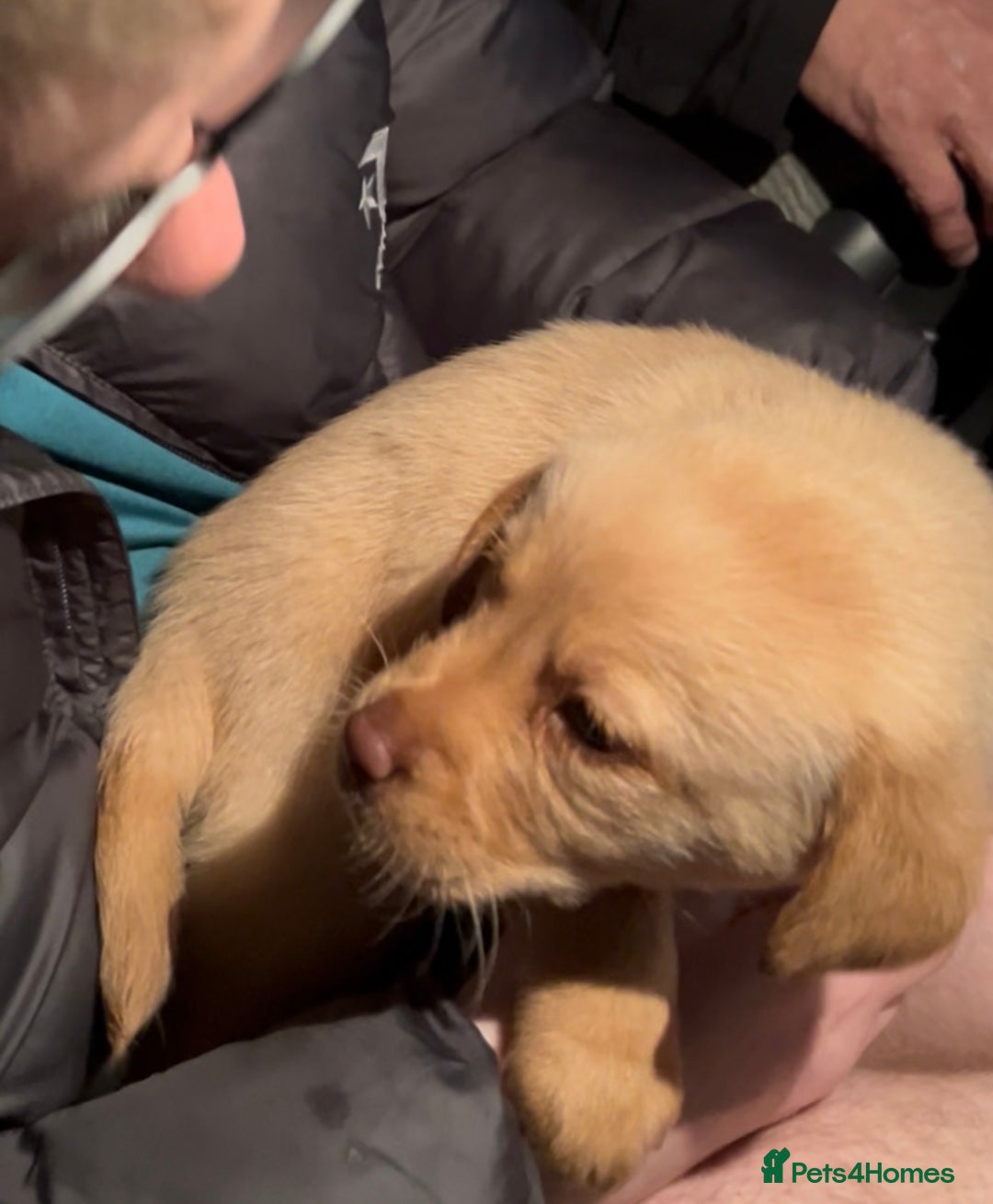 Labrador Retriever dogs for sale: Labrador Puppies - Advert 28