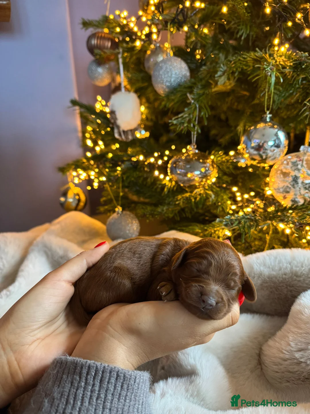 Mixed Breed dogs for sale: Stunning Irish Cockapoodledo's........ - Advert 14