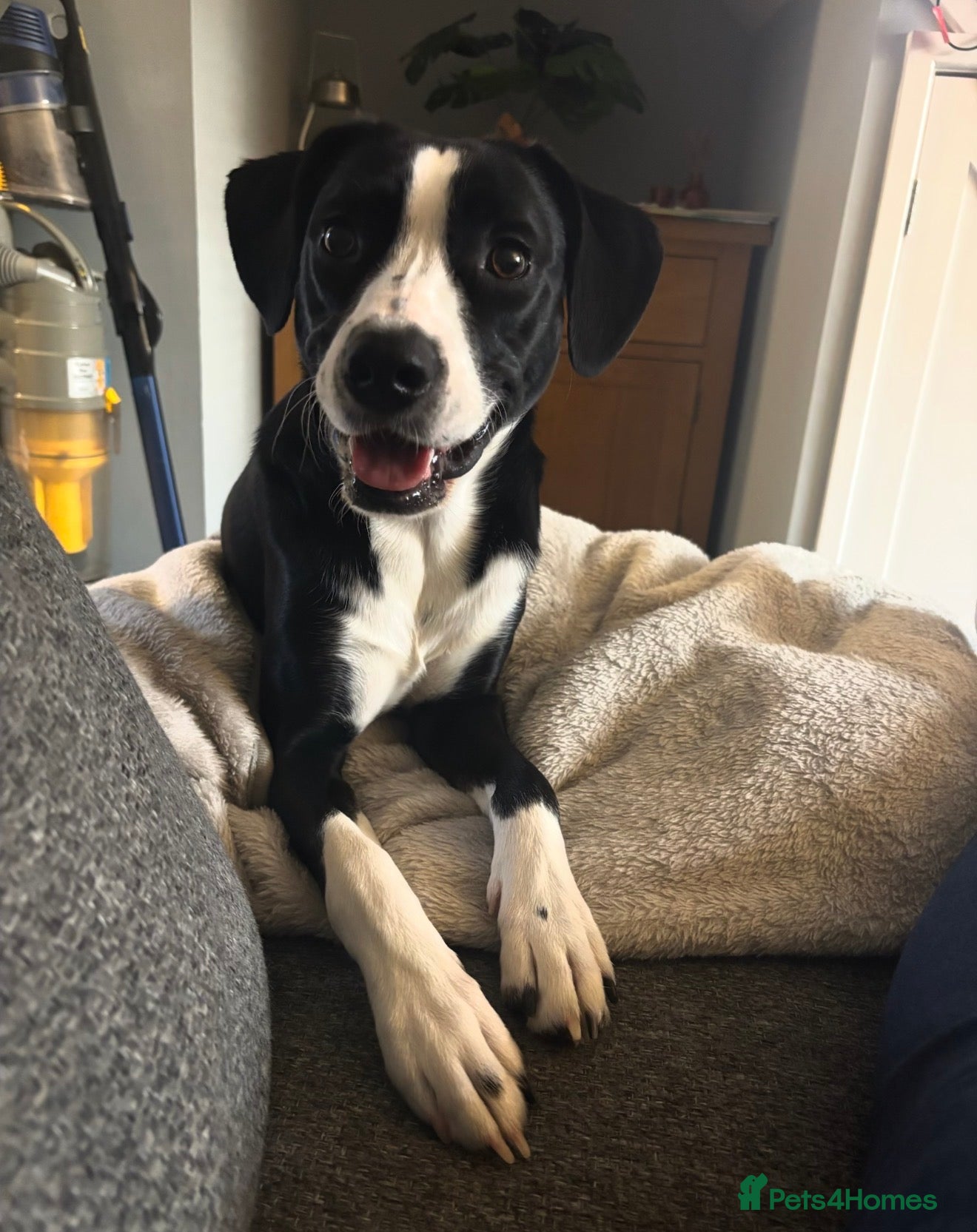 Mixed Breed dogs Obi, Age 1 - Advert 1