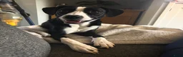 Mixed Breed dogs for sale: Obi, Age 1 - Advert 1