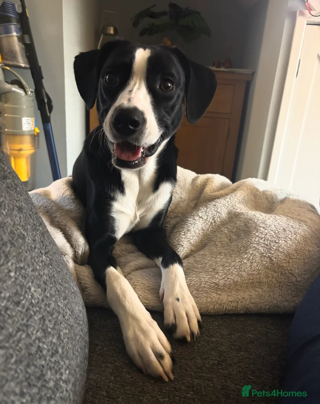 Mixed Breed dogs for sale: Obi, Age 1 - Advert 1