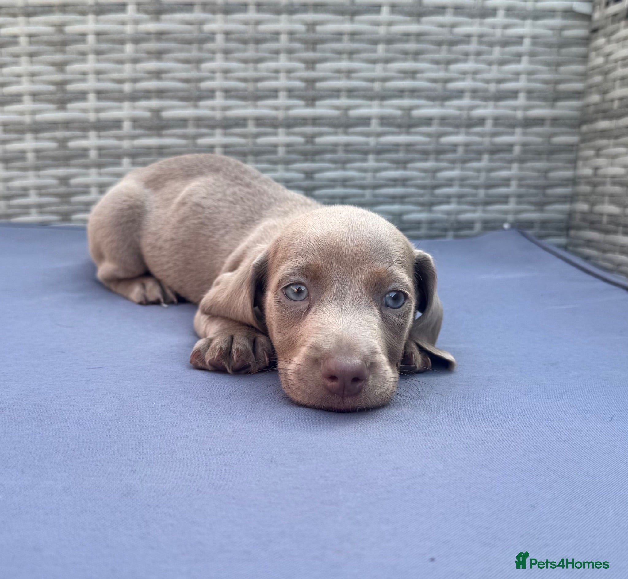 Miniature Dachshund dogs Beautiful Mini Dachshund Puppies  - Advert 1