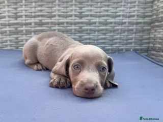 Miniature Dachshund dogs Beautiful Mini Dachshund Puppies - Advert 1