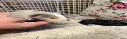 Guinea Pig rodents for sale: Baby guinea pigs for sale  - Advert 4