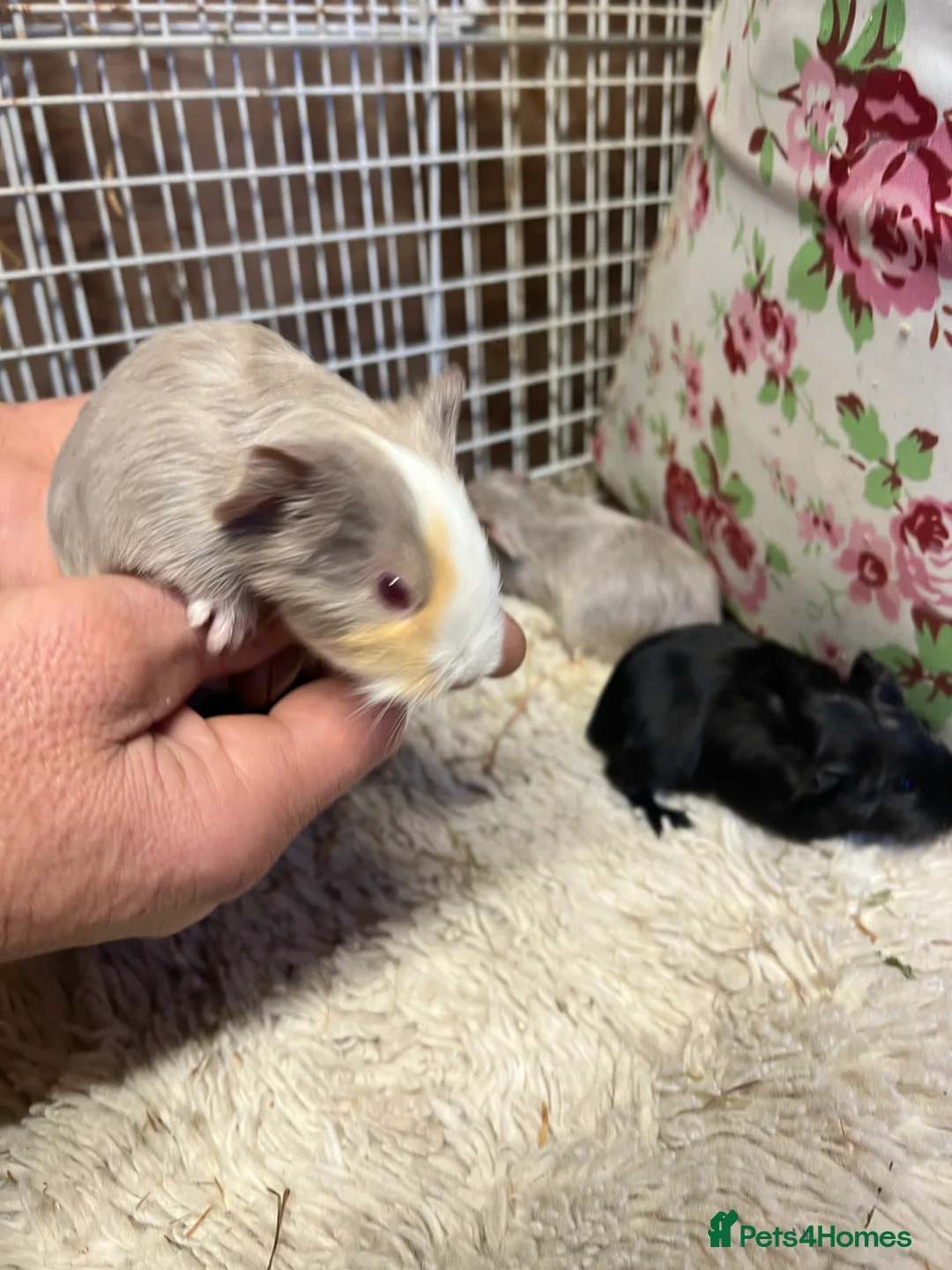 Guinea Pig rodents for sale: Baby guinea pigs for sale  - Advert 4