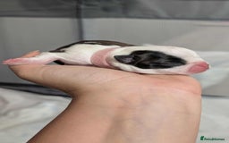 Boston Terrier dogs for sale: Boston terrier puppies  - Advert 2