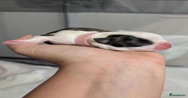 Boston Terrier dogs Boston terrier puppies  - Advert 13