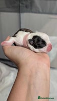 Boston Terrier dogs Boston terrier puppies - Advert 1