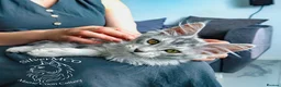 Maine Coon cats for sale: 💚Ready💚 TICA-registered XL Maine Coon Kitten   - Advert 17