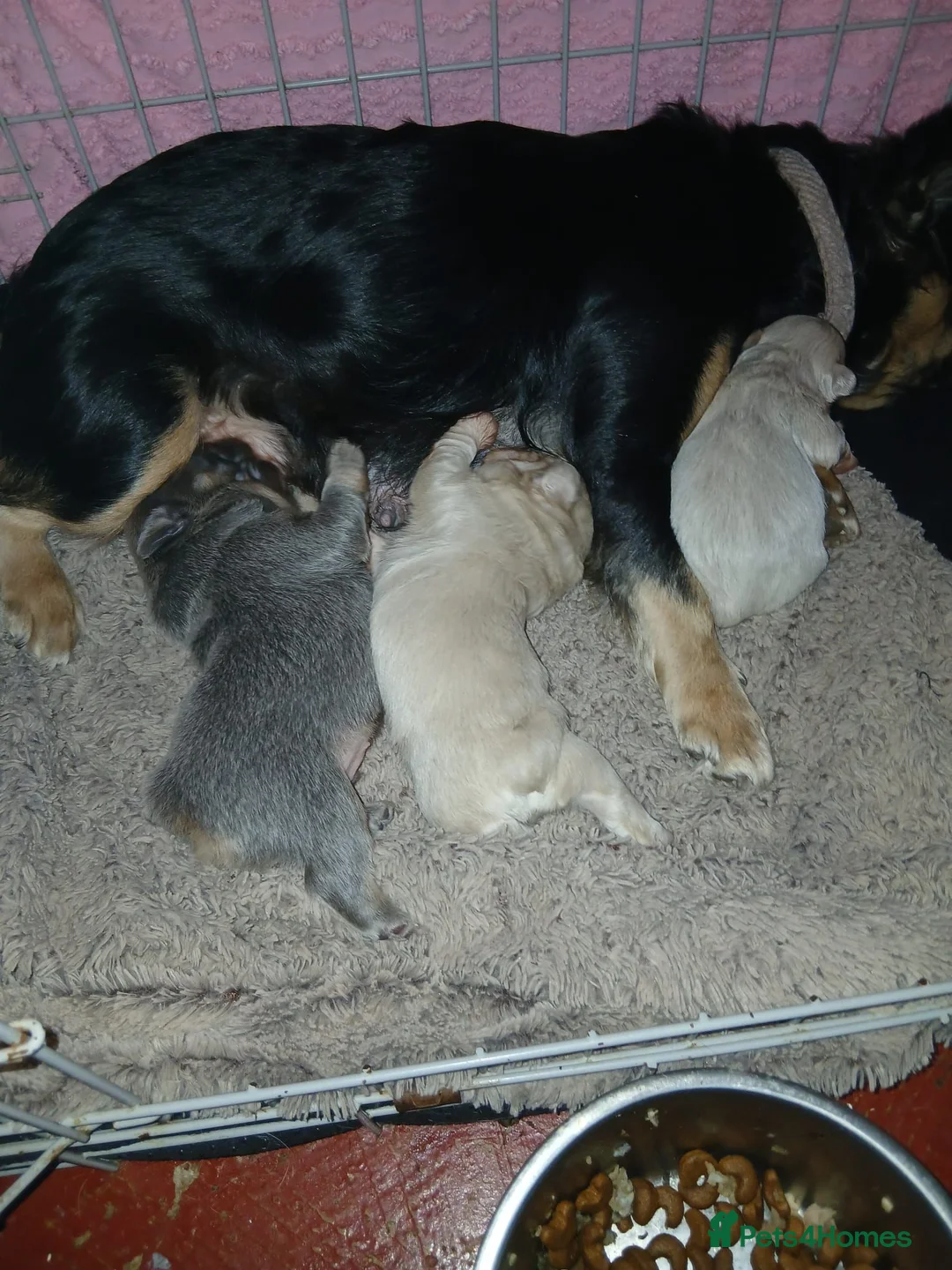 French Bulldog dogs for sale: Quality French Buldog puppies - Advert 8