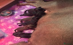 Borador dogs for sale: Gorgeous lab x collie pups. Silver, choc & black - Image 4