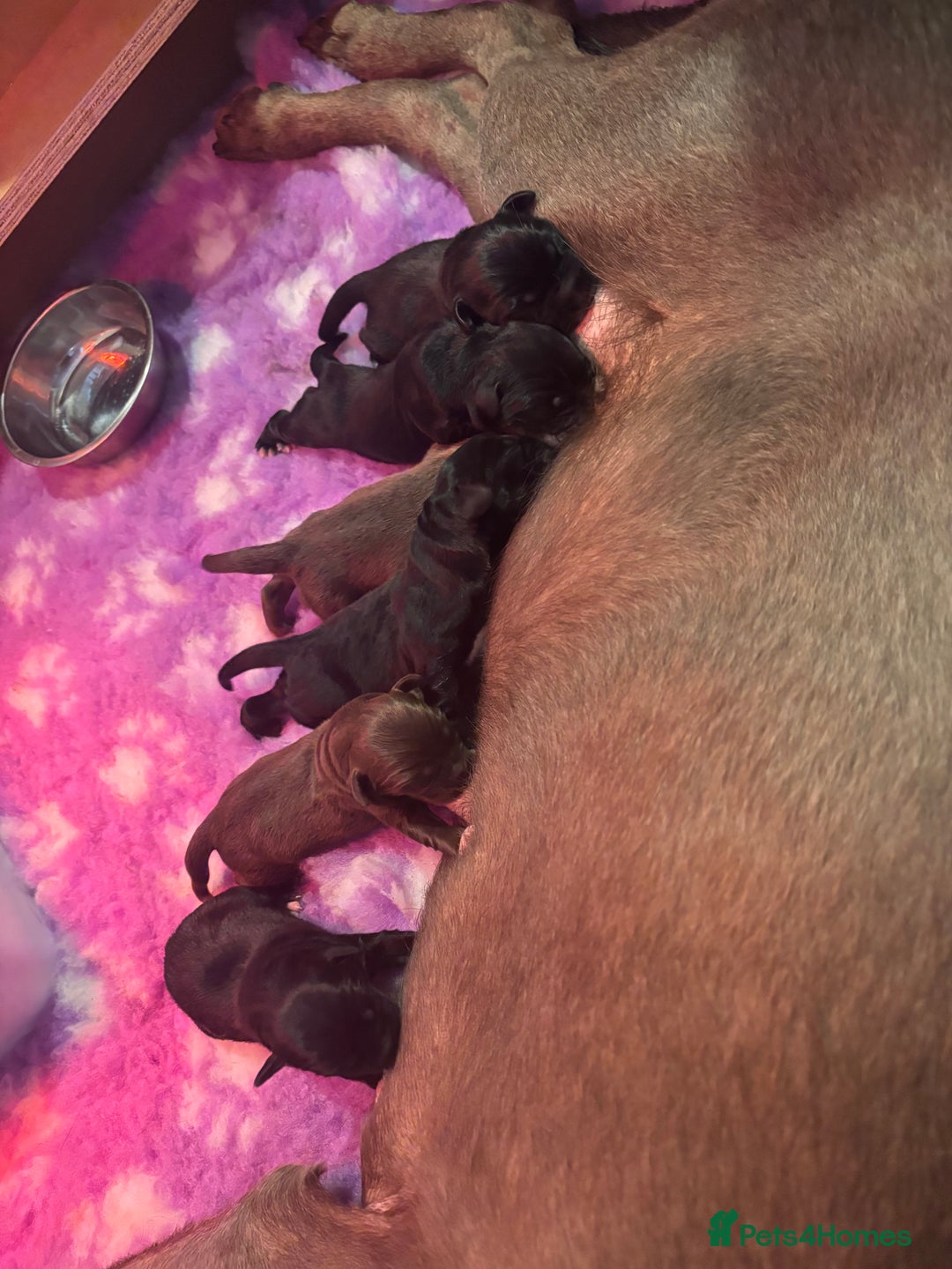Borador dogs for sale: Gorgeous lab x collie pups. Silver, choc & black - Image 4