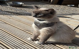 Ragdoll cats for stud: Blue point Ragdoll for stud £300 in Glasgow - Image 1