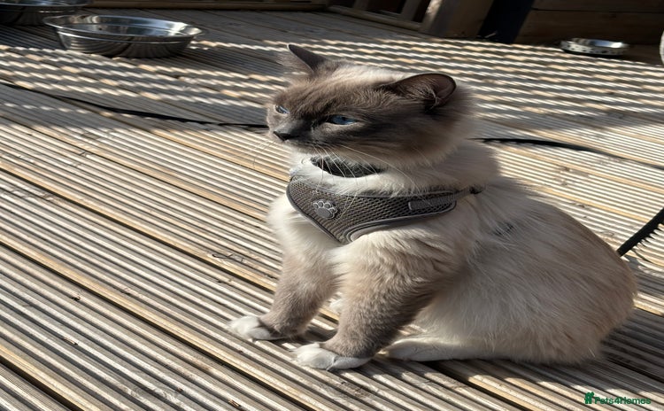 Ragdoll cats in Glasgow - Advert 6
