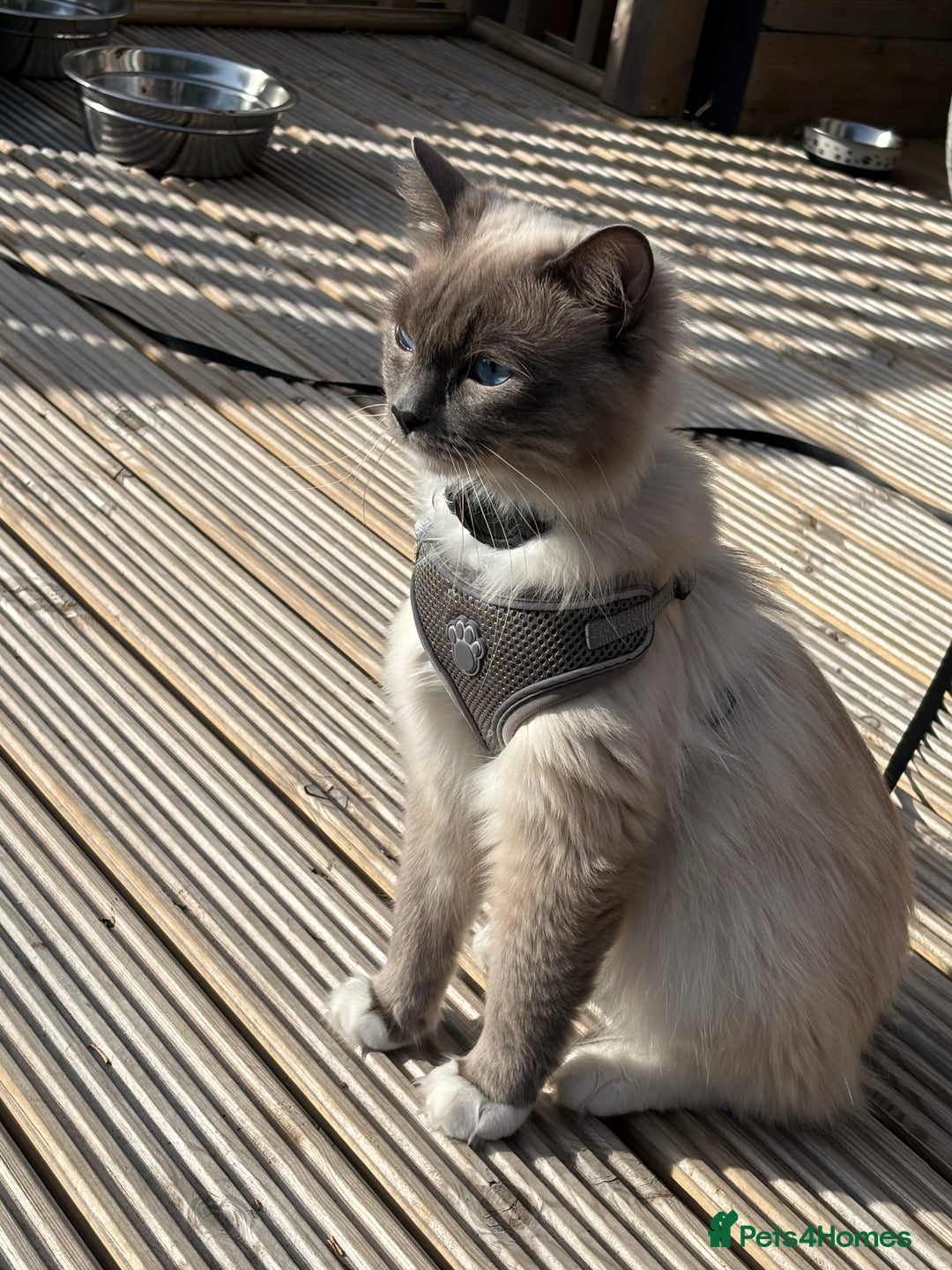Ragdoll cats for stud: Blue point Ragdoll for stud £300 in Glasgow - Image 1