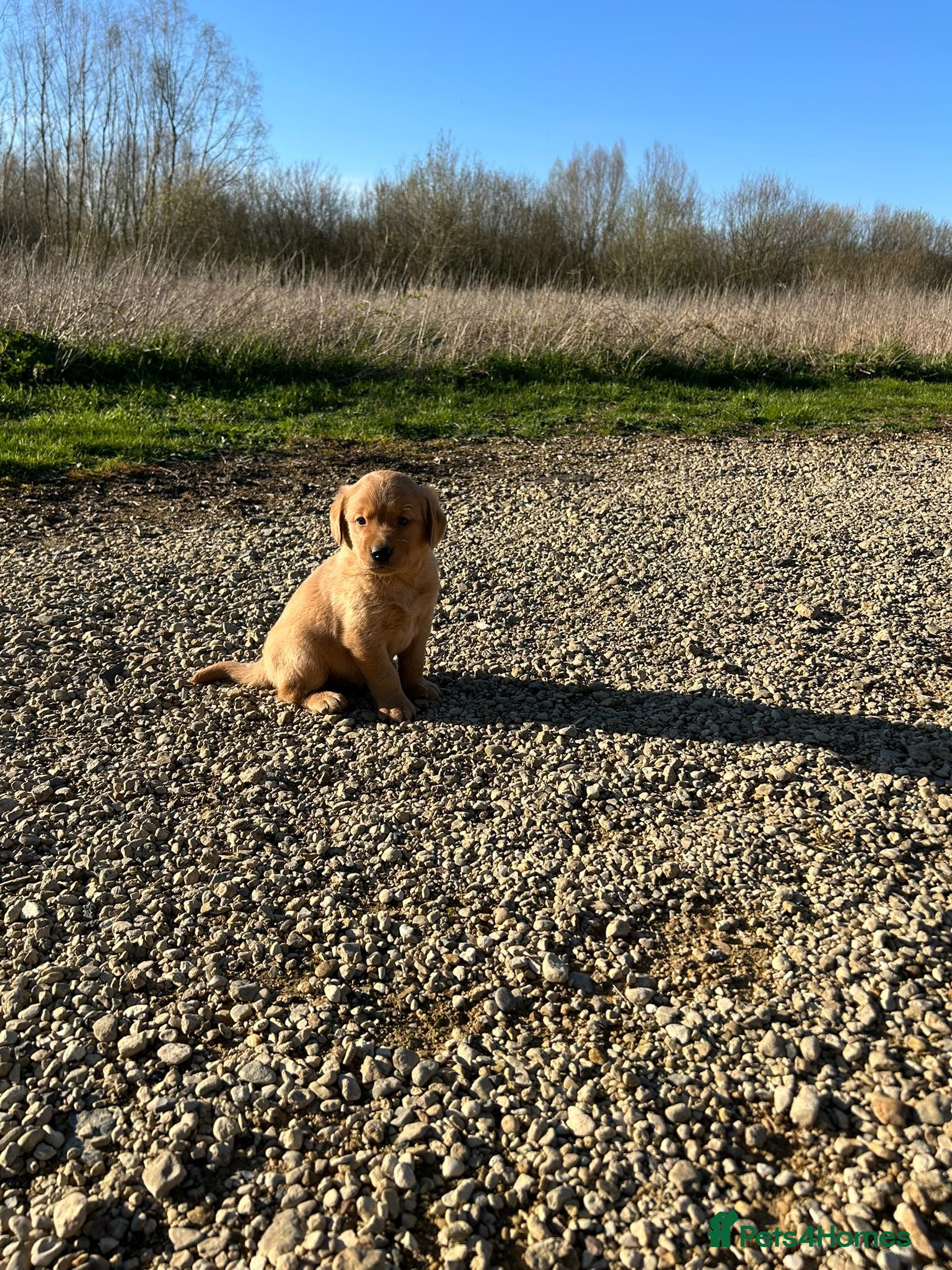 Goldador dogs Labrador -retriever -/Goldador puppies  - Advert 1