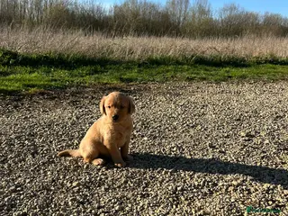 Goldador dogs Labrador -retriever -/Goldador puppies - Advert 8