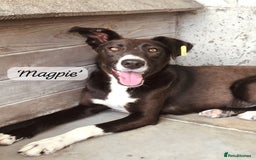 Mixed Breed dogs for adoption: Magpie- beautiful 1 year old- Reserved stc. in Brixham - Image 28